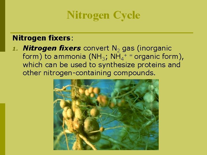 Nitrogen Cycle Nitrogen fixers: 1. Nitrogen fixers convert N 2 gas (inorganic form) to