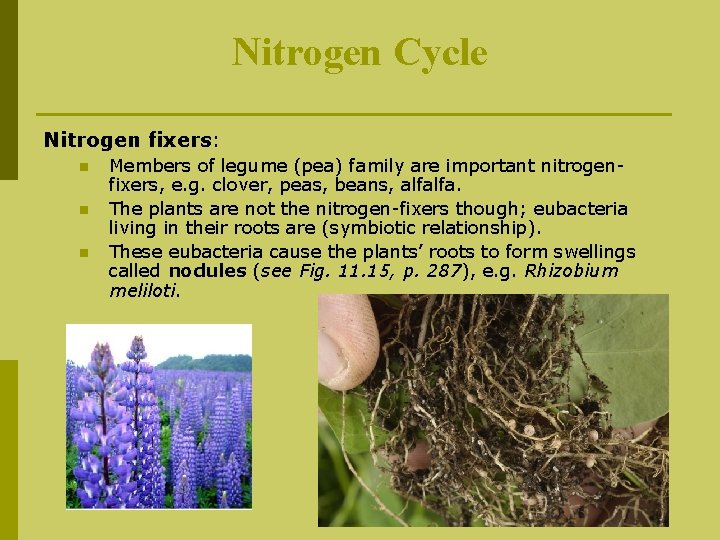 Nitrogen Cycle Nitrogen fixers: n n n Members of legume (pea) family are important