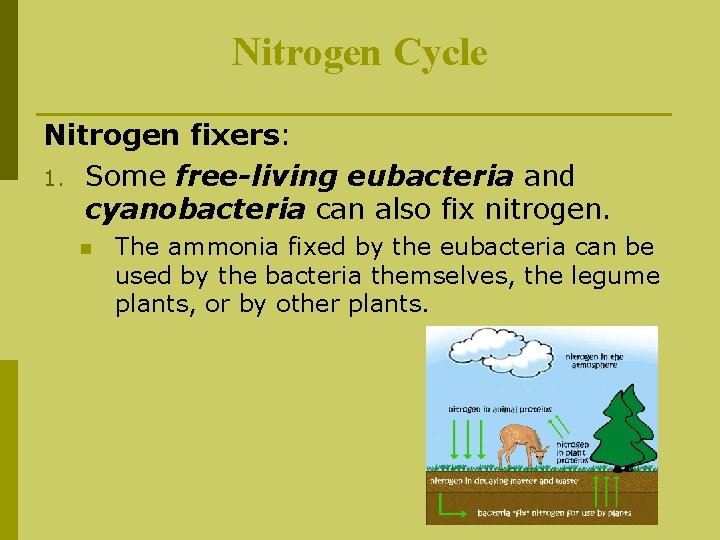 Nitrogen Cycle Nitrogen fixers: 1. Some free-living eubacteria and cyanobacteria can also fix nitrogen.