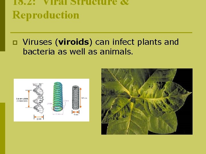 18. 2: Viral Structure & Reproduction p Viruses (viroids) can infect plants and bacteria