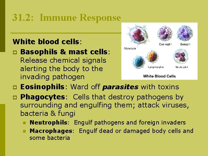 31. 2: Immune Response White blood cells: p Basophils & mast cells: Release chemical