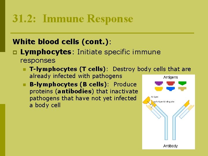 31. 2: Immune Response White blood cells (cont. ): p Lymphocytes: Initiate specific immune