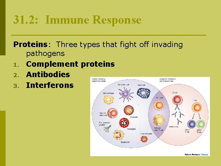 31. 2: Immune Response Proteins: Three types that fight off invading pathogens 1. Complement