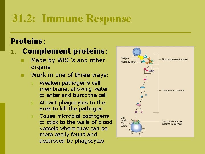 31. 2: Immune Response Proteins: 1. Complement proteins: n n Made by WBC’s and