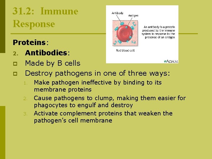 31. 2: Immune Response Proteins: 2. Antibodies: p Made by B cells p Destroy