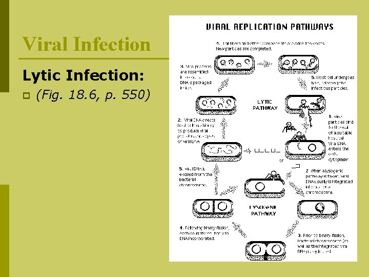 Viral Infection Lytic Infection: p (Fig. 18. 6, p. 550) 