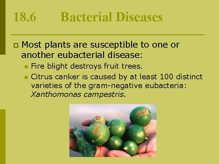 18. 6 p Bacterial Diseases Most plants are susceptible to one or another eubacterial