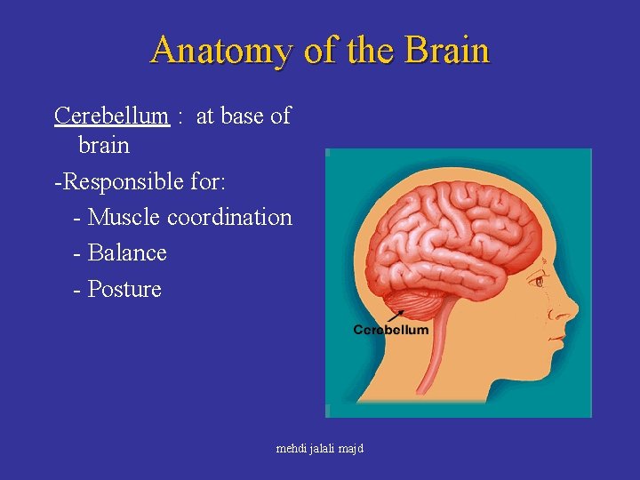 Anatomy of the Brain Cerebellum : at base of brain -Responsible for: - Muscle
