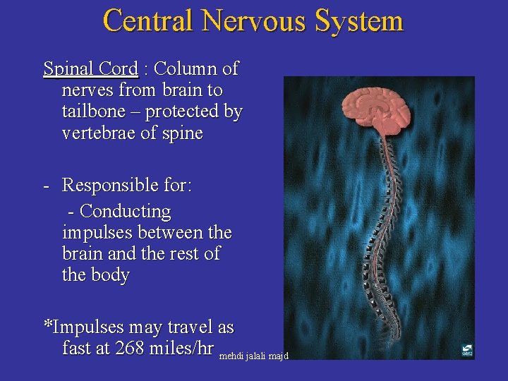 Central Nervous System Spinal Cord : Column of nerves from brain to tailbone –