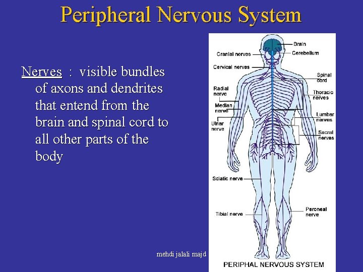 Peripheral Nervous System Nerves : visible bundles of axons and dendrites that entend from