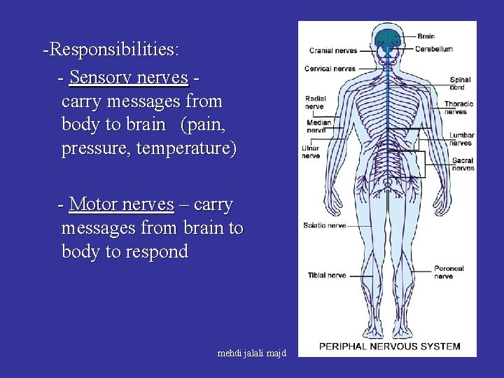 -Responsibilities: - Sensory nerves carry messages from body to brain (pain, pressure, temperature) -