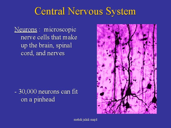 Central Nervous System Neurons : microscopic nerve cells that make up the brain, spinal