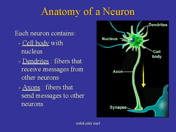Anatomy of a Neuron Each neuron contains: - Cell body with nucleus - Dendrites