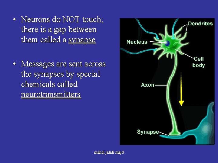  • Neurons do NOT touch; there is a gap between them called a