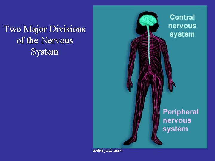 Two Major Divisions of the Nervous System mehdi jalali majd 