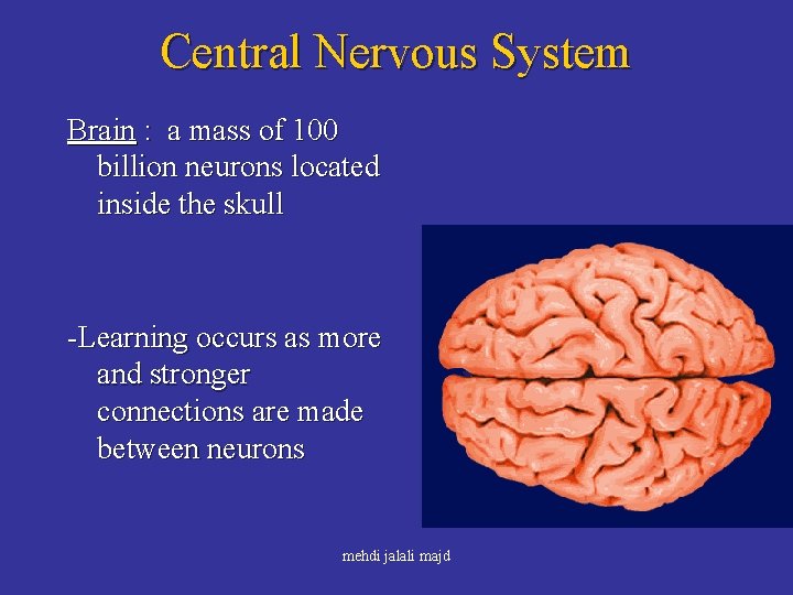 Central Nervous System Brain : a mass of 100 billion neurons located inside the