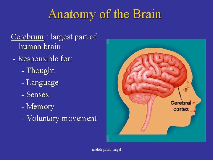 Anatomy of the Brain Cerebrum : largest part of human brain - Responsible for: