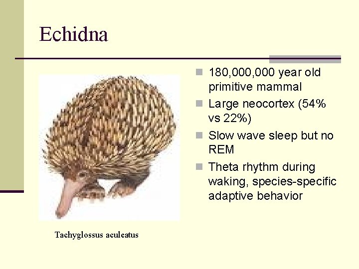 Echidna n 180, 000 year old primitive mammal n Large neocortex (54% vs 22%)