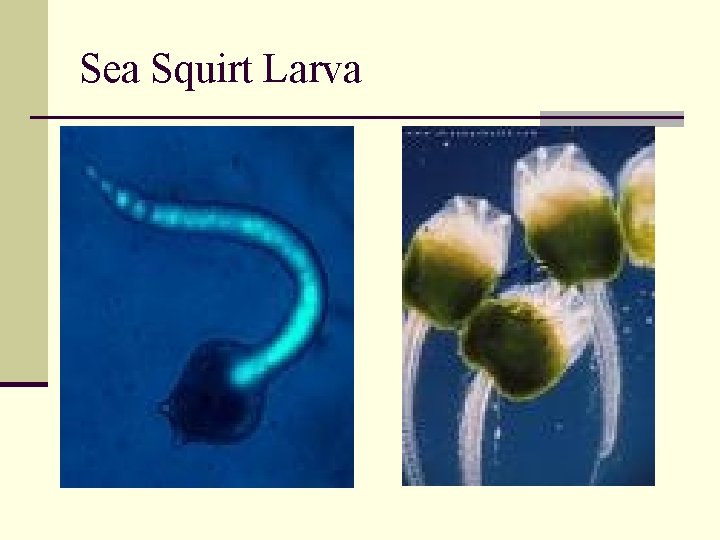 Sea Squirt Larva 