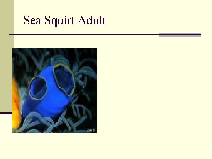 Sea Squirt Adult 