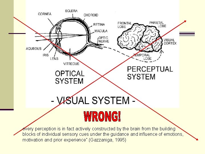 every perception is in fact actively constructed by the brain from the building blocks