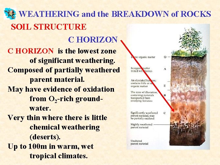 WEATHERING and the BREAKDOWN of ROCKS SOIL STRUCTURE C HORIZON is the lowest zone
