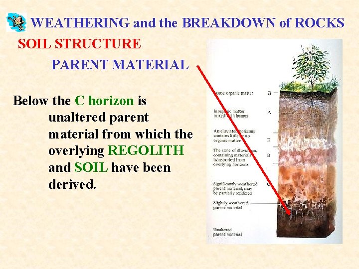 WEATHERING and the BREAKDOWN of ROCKS SOIL STRUCTURE PARENT MATERIAL Below the C horizon