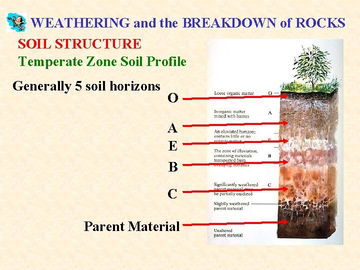 WEATHERING and the BREAKDOWN of ROCKS SOIL STRUCTURE Temperate Zone Soil Profile Generally 5