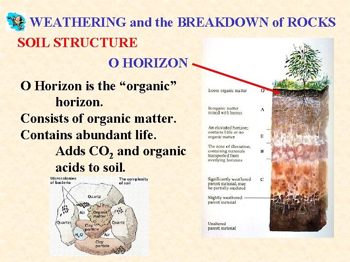 WEATHERING and the BREAKDOWN of ROCKS SOIL STRUCTURE O HORIZON O Horizon is the