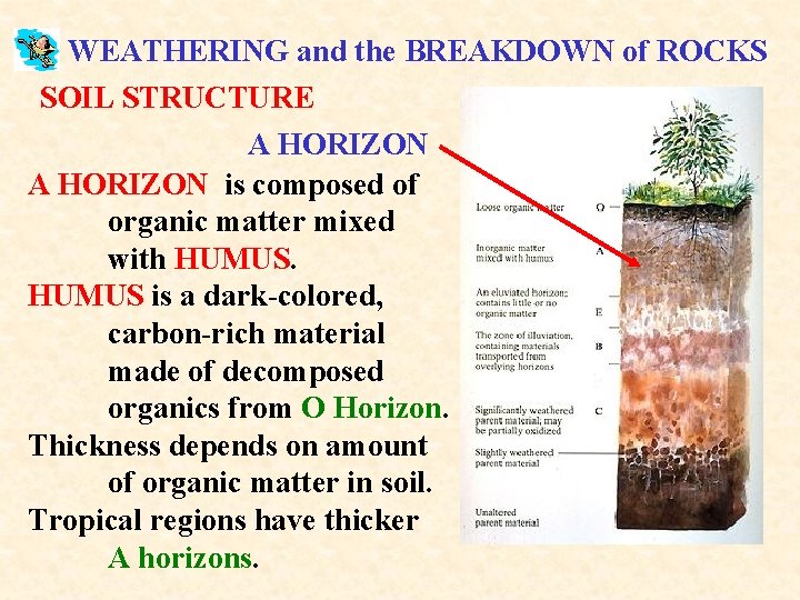 WEATHERING and the BREAKDOWN of ROCKS SOIL STRUCTURE A HORIZON is composed of organic