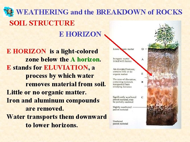 WEATHERING and the BREAKDOWN of ROCKS SOIL STRUCTURE E HORIZON is a light-colored zone