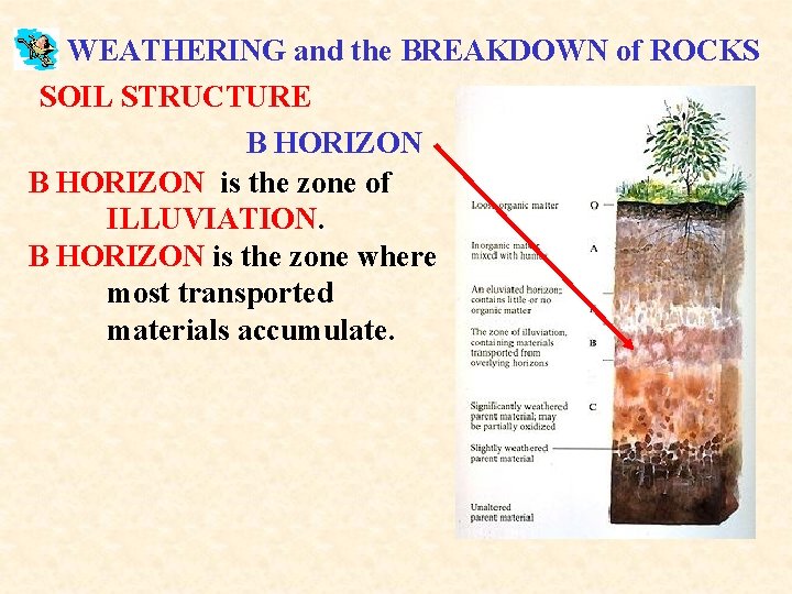 WEATHERING and the BREAKDOWN of ROCKS SOIL STRUCTURE B HORIZON is the zone of