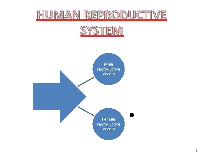 HUMAN REPRODUCTIVE SYSTEM Male reproductive system Female reproductive system • 1 