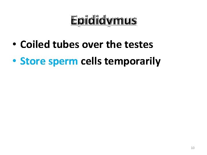 Epididymus • Coiled tubes over the testes • Store sperm cells temporarily 10 