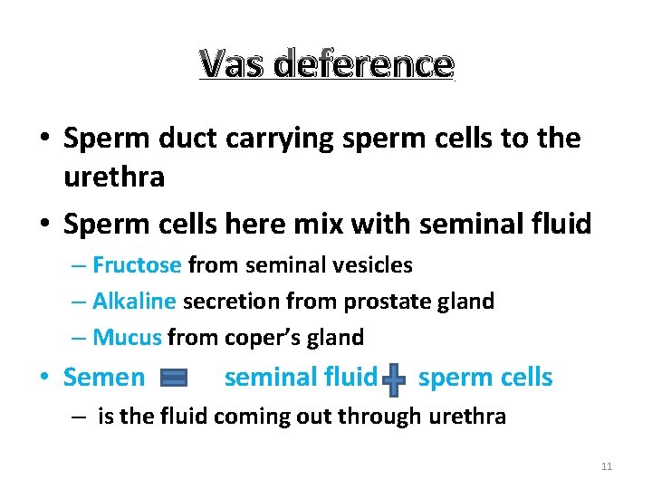 Vas deference • Sperm duct carrying sperm cells to the urethra • Sperm cells