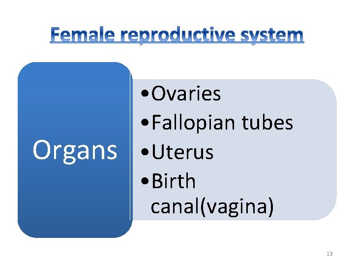 Organs • Ovaries • Fallopian tubes • Uterus • Birth canal(vagina) 13 