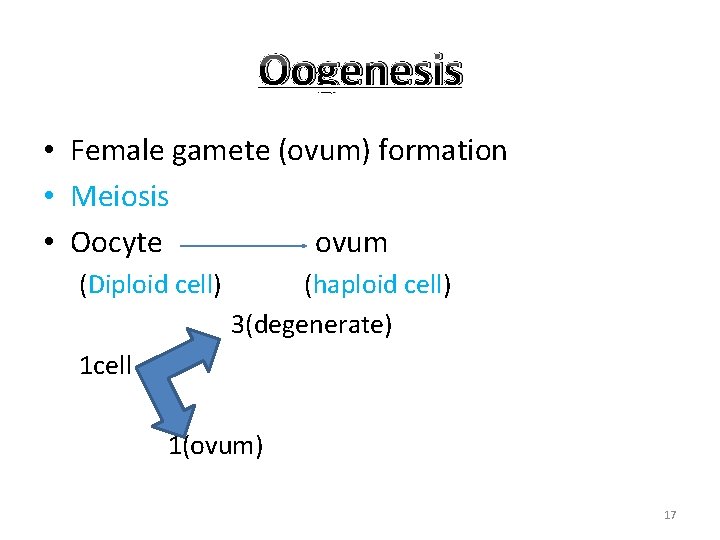 Oogenesis • Female gamete (ovum) formation • Meiosis • Oocyte ovum (Diploid cell) (haploid