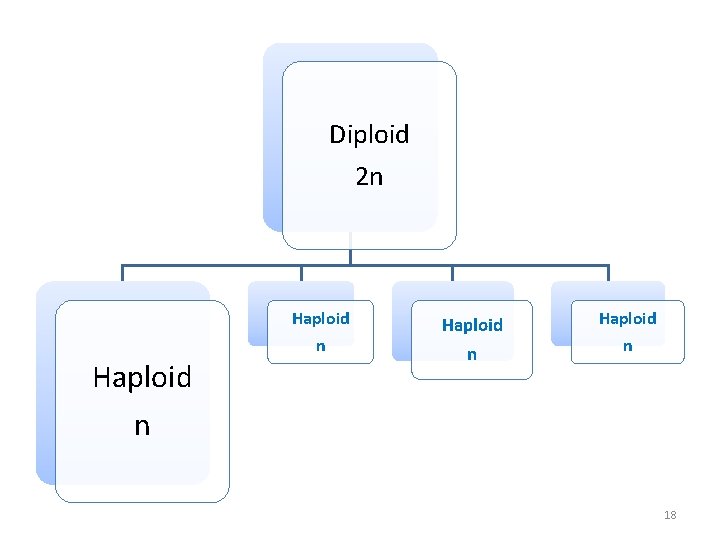 Diploid 2 n Haploid n 18 