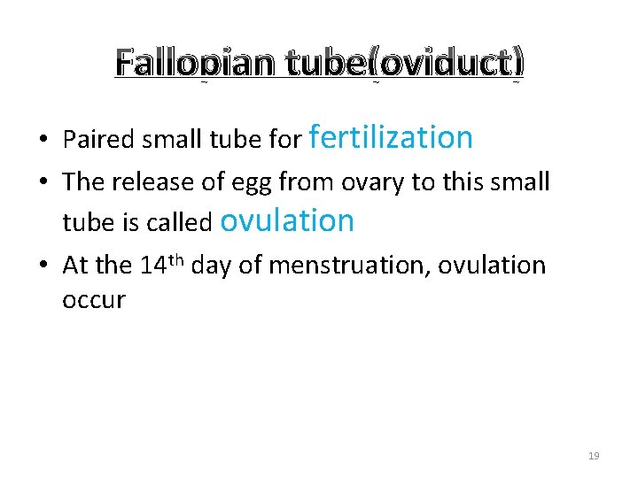 Fallopian tube(oviduct) • Paired small tube for fertilization • The release of egg from