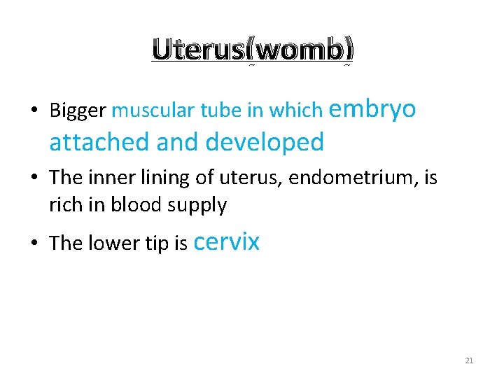 Uterus(womb) • Bigger muscular tube in which embryo attached and developed • The inner