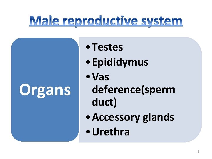 Organs • Testes • Epididymus • Vas deference(sperm duct) • Accessory glands • Urethra