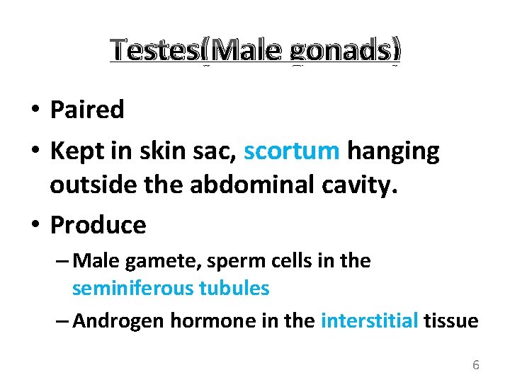 Testes(Male gonads) • Paired • Kept in skin sac, scortum hanging outside the abdominal