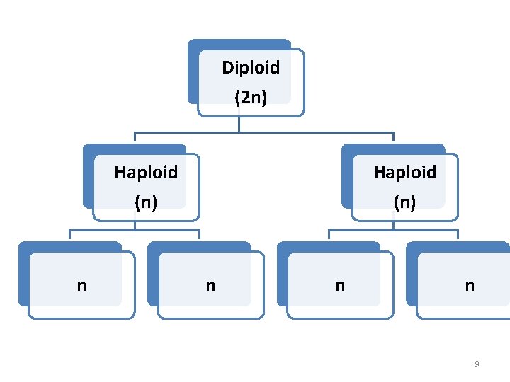 Diploid (2 n) Haploid (n) n n n 9 