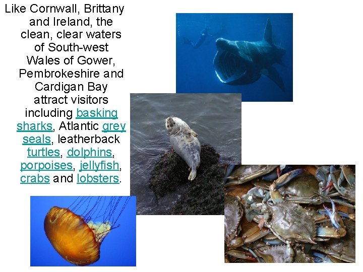Like Cornwall, Brittany and Ireland, the clean, clear waters of South-west Wales of Gower,