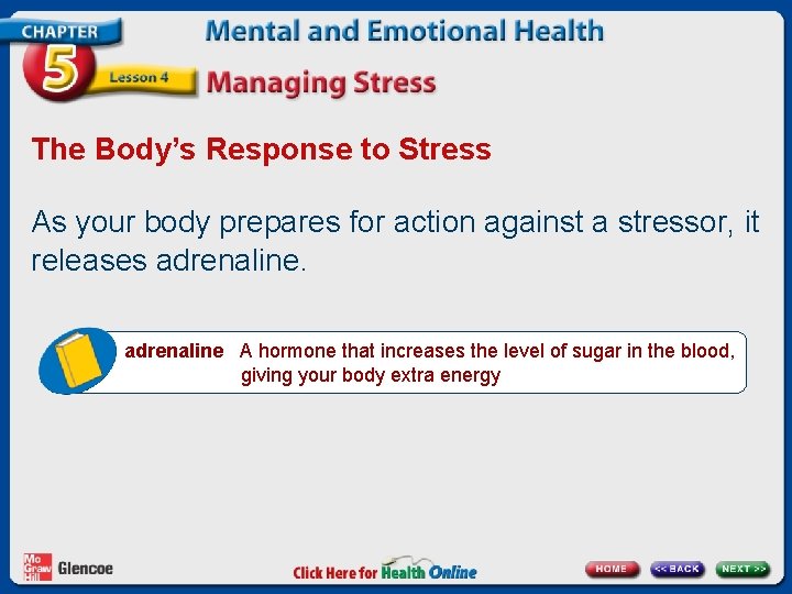 The Body’s Response to Stress As your body prepares for action against a stressor,