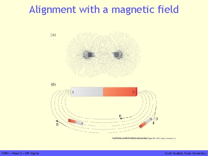 Alignment with a magnetic field FMRI – Week 2 – MR Signal Scott Huettel,