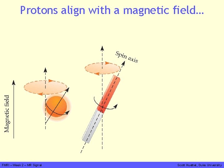 Protons align with a magnetic field… FMRI – Week 2 – MR Signal Scott