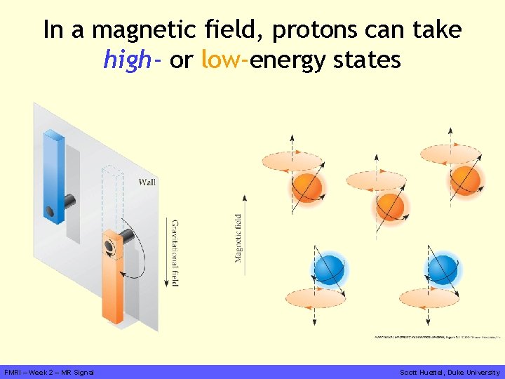 In a magnetic field, protons can take high- or low-energy states FMRI – Week