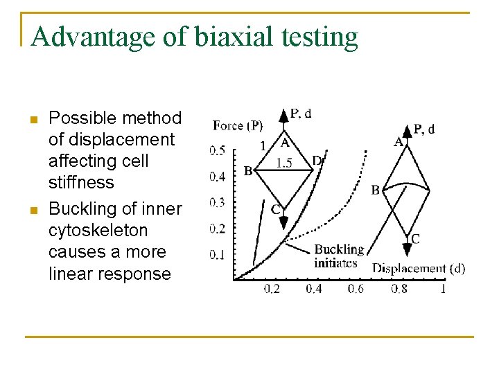 Advantage of biaxial testing n n Possible method of displacement affecting cell stiffness Buckling Advantage of biaxial testing n n Possible method of displacement affecting cell stiffness Buckling