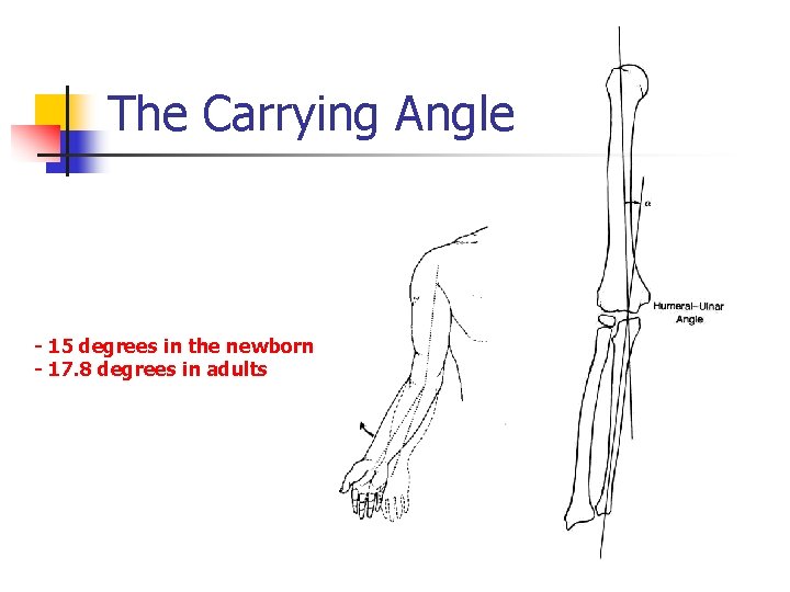 The Carrying Angle - 15 degrees in the newborn - 17. 8 degrees in